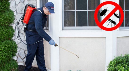 Küre Kene İlaçlama böcek ilaçlama ve haşere kontrolü — ilaclama-tr.com
